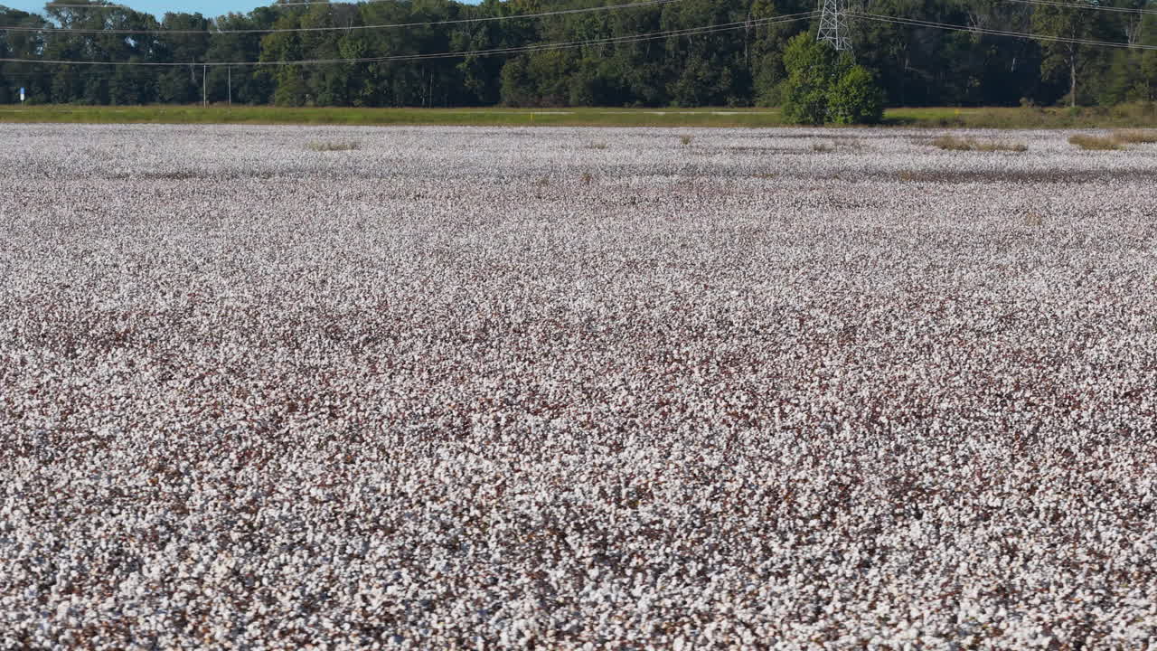 Ampio campo di cotone in fiore che si estende attraverso terreni agricoli pianeggianti vicino a Greenville, Mississippi, sfondo aereo con movimento a sinistra