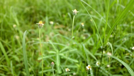 the leaves are toothed and generally arrowhead-shaped