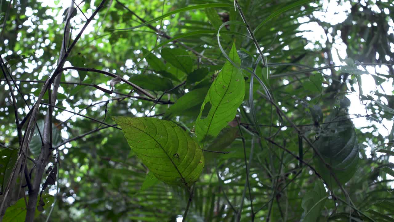 Close up of the leaves and trees inside the Amazon jungle