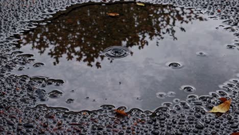 The video captures raindrops forming ripples in a puddle, reflecting tree branches