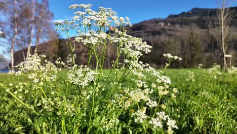 landscape view of wild chervil flowers in the field and white clouds on blue sky on a sunny day