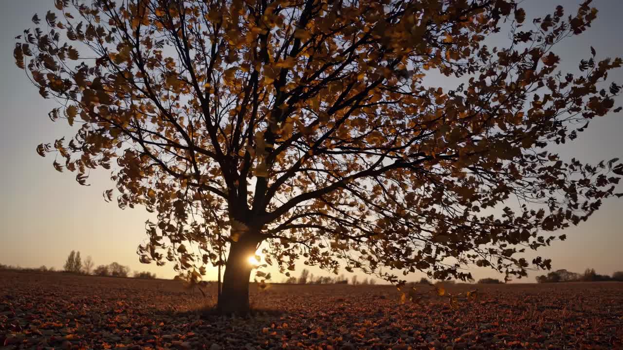 A low-angle video captures a solitary tree with golden leaves in a field at sunset