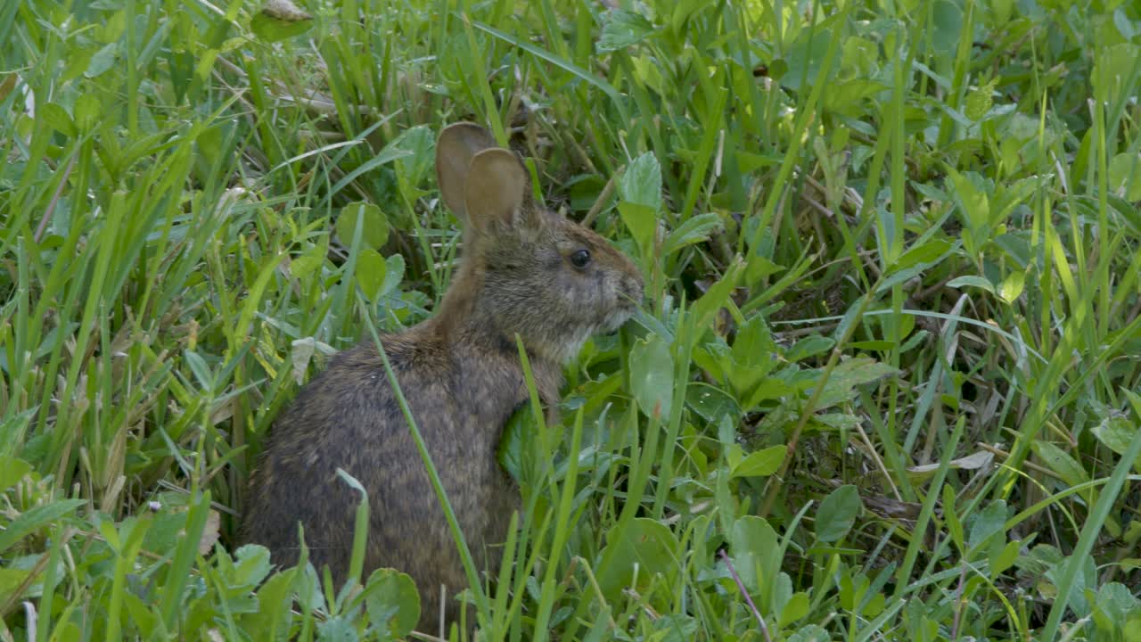 A wild rabbit hides in tall grass, blending into the green surroundings with only its ears and eyes peeking through