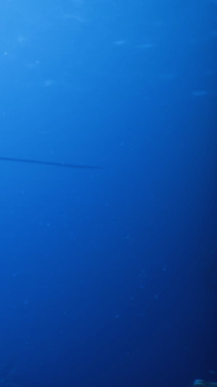 Underwater scene with fish swimming near coral reef in blue water