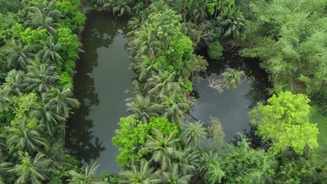 vista aérea o superior del bosque verde profundo o la jungla