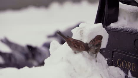 Small-birds-hopping-on-snow-bank-near-park-bench