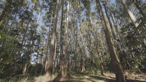 front camera view: going through the forest in autumn with sunbeams