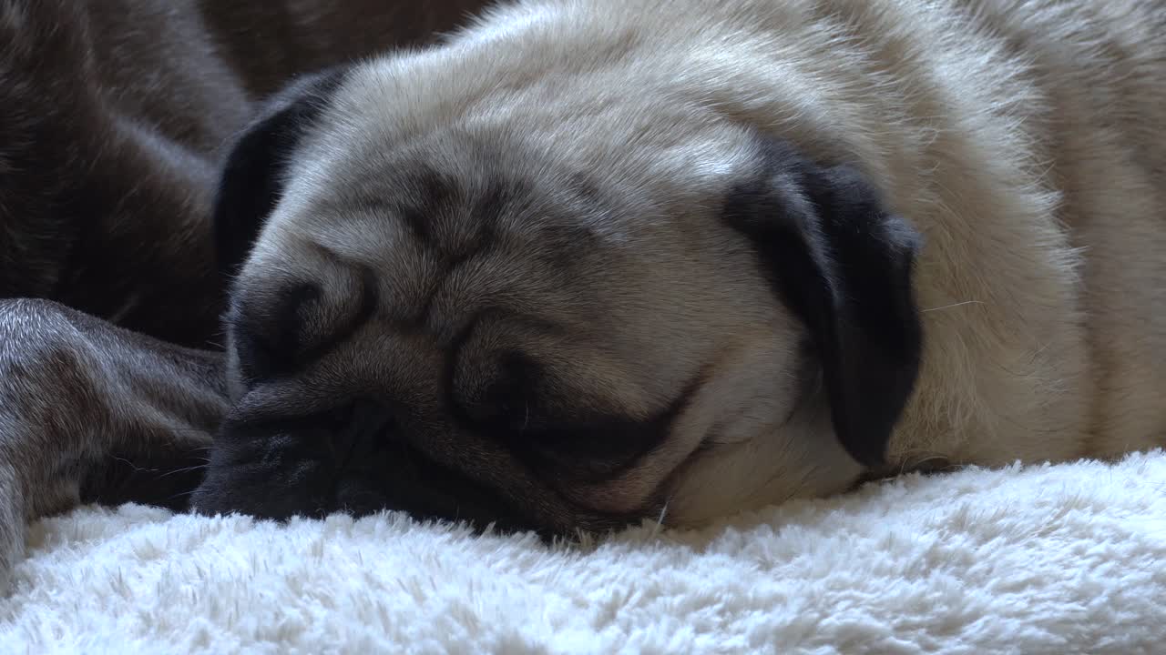 24fps에서 4k로 촬영된 졸린 퍼그