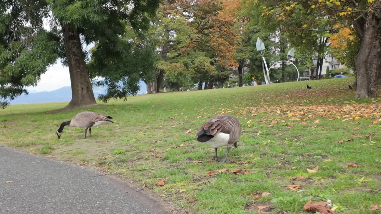 Gimbal wide panning shot of Canadian Geese grazing on a fall day at Stanley Park in Vancouver, British Columbia, Canada. 4K at 30 FPS