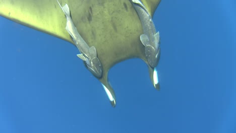 Raya-Del-Diablo-De-Aleta-Falciforme-Mobula-Tarapacana-Con-Dos-Chupadores-De-Tiburón-Unidos-Simétricamente-A-Su-Espalda-En-Agua-Azul,-Una-Rémora-Cambiando-De-Posición,-Revelando-Una-Calva-En-La-Piel-De-Mobula,-Tiro-Superior-De-Primer-Plano