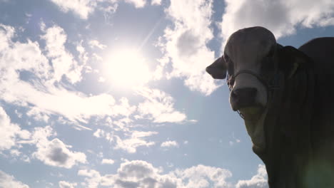vaca brahmán contra la luz del sol mirando a la cámara