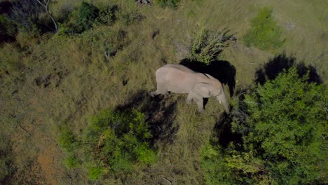 Gran-Elefante-Africano-Salvaje-Alimentándose-De-Pastizales-De-Sabana-Verde