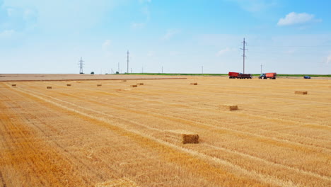 agricultural activity in the wheat farmlands on harvesting season. dry straw packed in bales left on the mowed field.