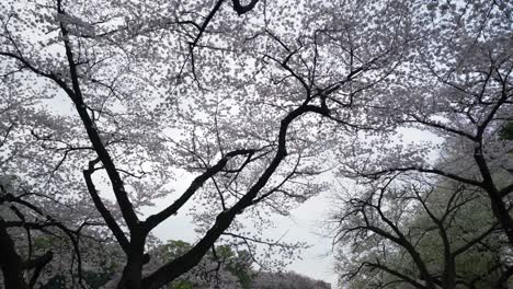 Kirschblütenbäume-Im-Shinjuku-Gyoen-Nationalgarten-Japan-4k-Sakura-Saison