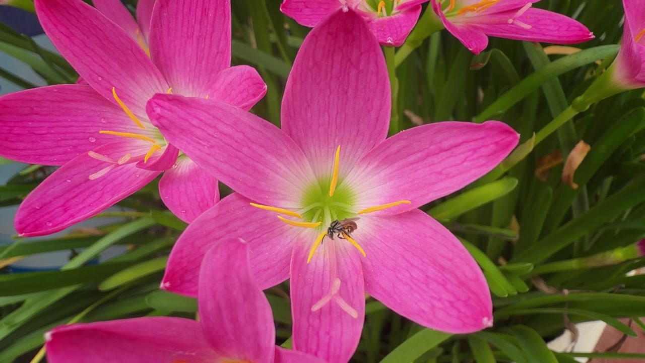 Primo piano di vivaci fiori rosa con petali delicati e una piccola ape che riposa vicino al centro, circondati da fogliame verde.
