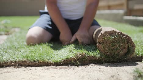 gardener laying a roll of natural lawn turf