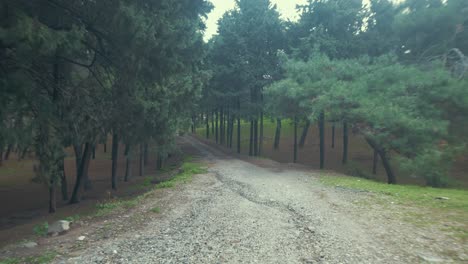 Walk-along-road-through-pine-forest,-Gimbal,-Nature,-4K
