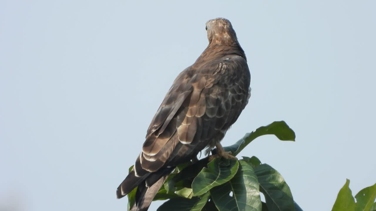águila en el árbol esperando comida.