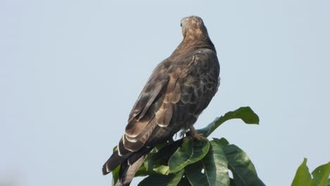 Adler-Im-Baum,-Der-Auf-Ein-Essen-Wartet.