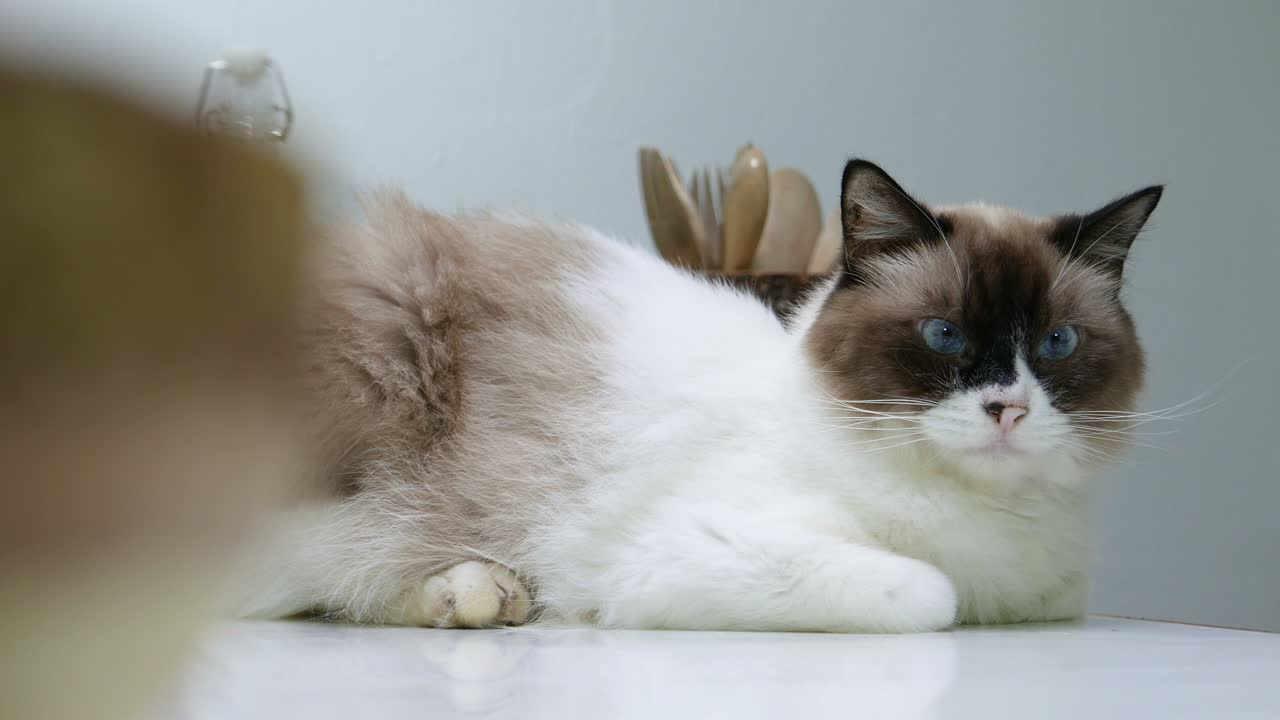 Primo piano di un bellissimo gatto persiano con occhio blu.