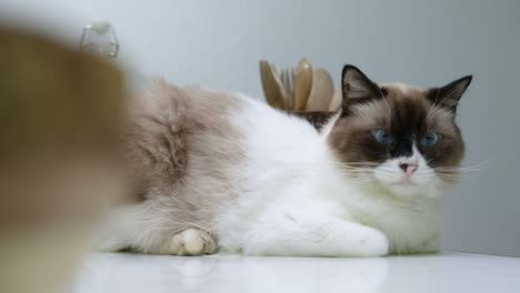 close-up portrait of beautiful persian cat with blue eye