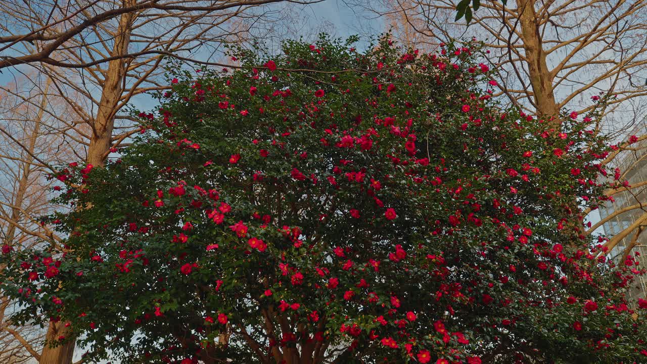 Et naturskønt vidvinkelbillede af et modent Sasanqua Camellia-træ dækket af røde blomster. Stående mellem løvfældende træer med bare grene fungerer det som et levende omdrejningspunkt i en fredfyldt japansk park under en