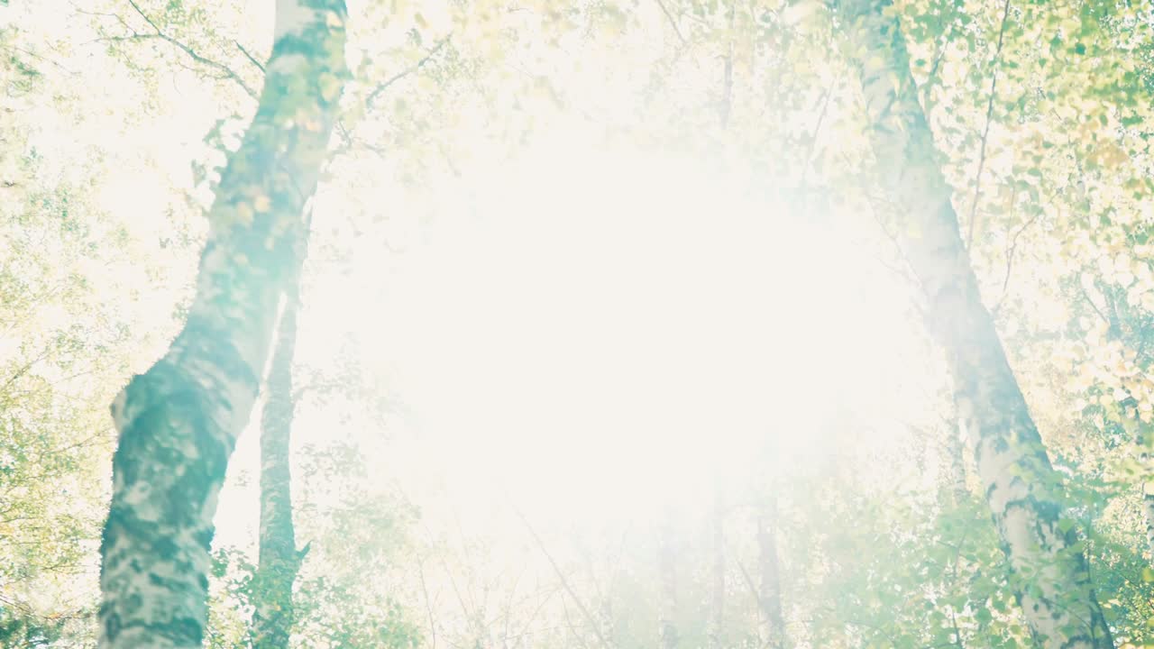 높은 나무들 사이에서 숲을 걸어다니세요.