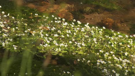 Friedliche-Aufnahme-Von-Krähenfuß-Flusspflanzen-Mit-Insekten-Auf-Flusswasser-In-Zeitlupe-4k