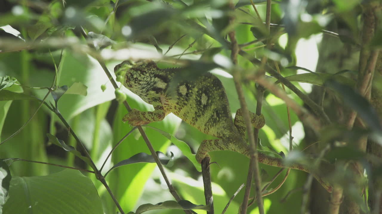 Chameleon clings to thin branches in a tree in Madagascar