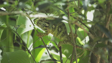 chameleon clings to thin branches in a tree in madagascar