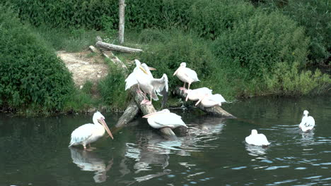 Grupo-De-Pelícanos-Blancos-Del-Este-Cerca-Del-Borde-Del-Estanque-En-El-Zoológico