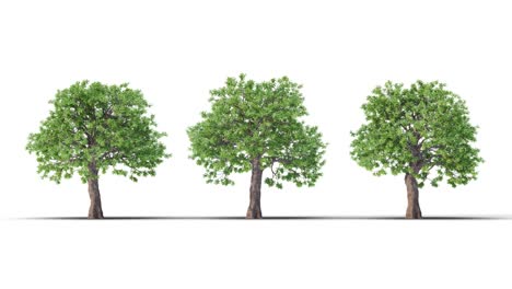árbol sobre un fondo blanco con alfa mate