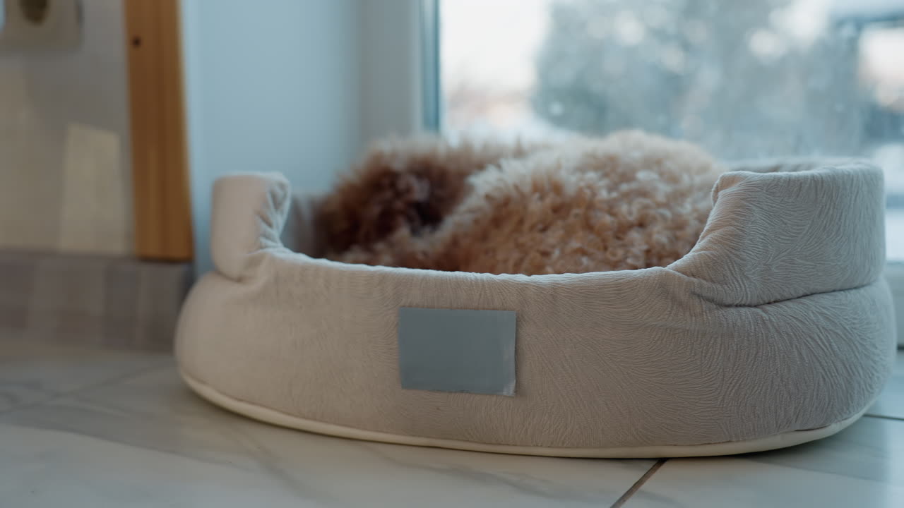 dog resting comfortably in soft bed near glass window, peaceful indoor environment with snow outside, relaxing pet moment, cozy atmosphere, furry dog lying down, calm and tranquil setting