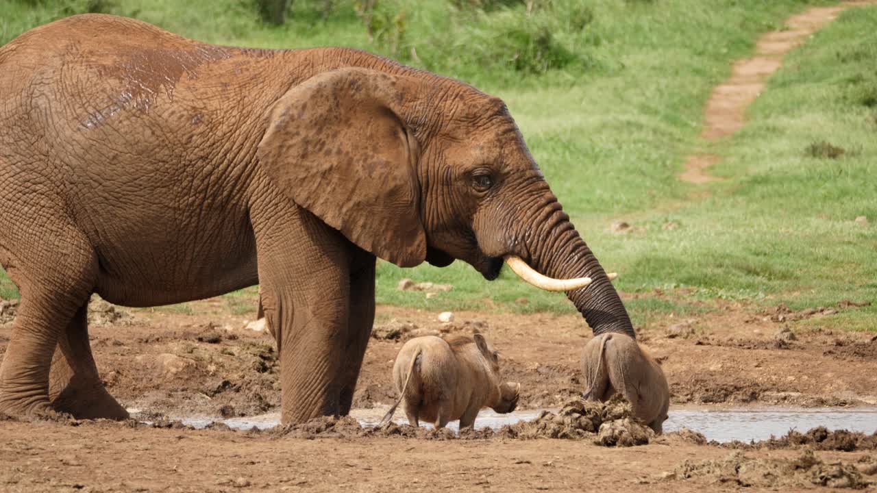 toma dramática en cámara lenta de un elefante africano adulto duchándose con agua en el abrevadero junto a un par de pequeños jabalíes