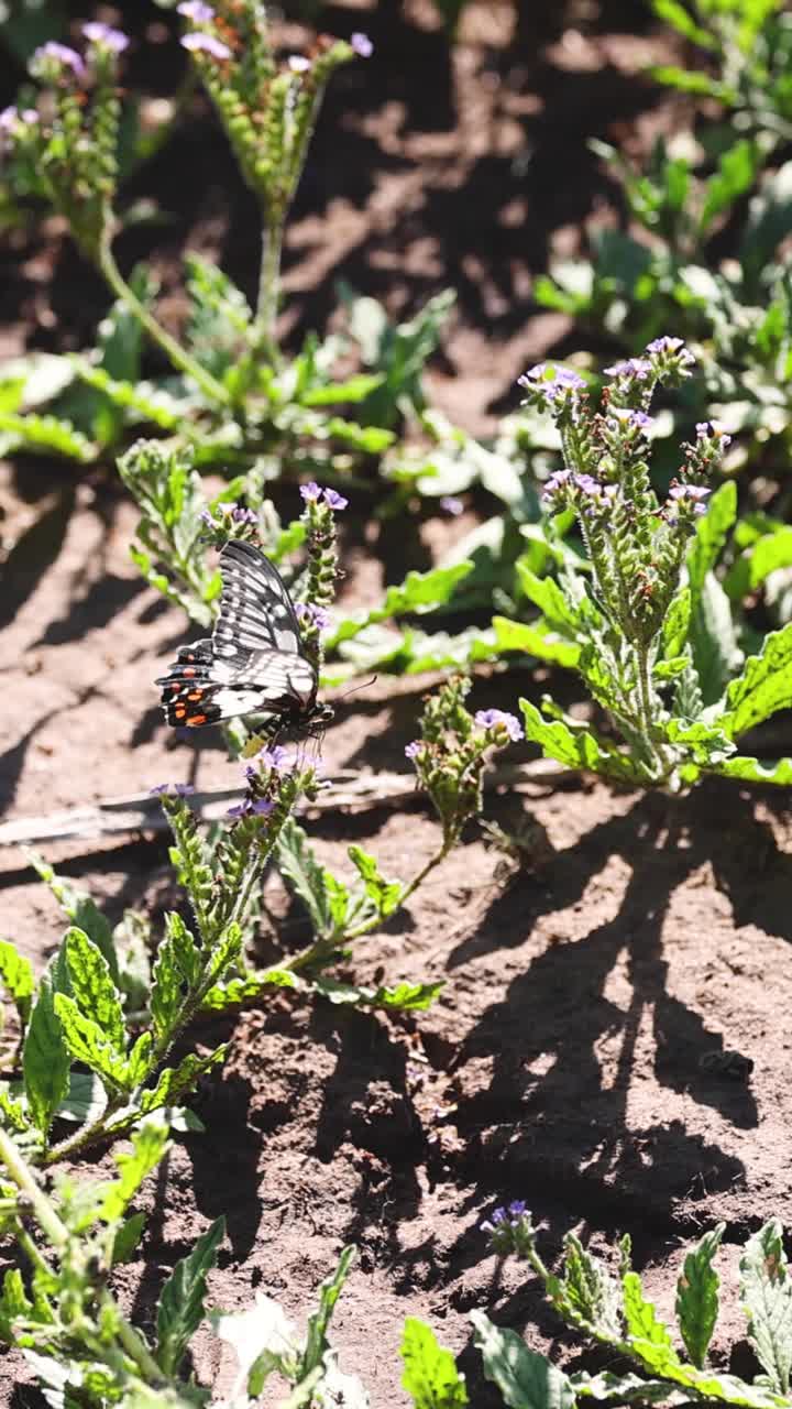 lapso de tiempo de las plantas que crecen a la luz solar