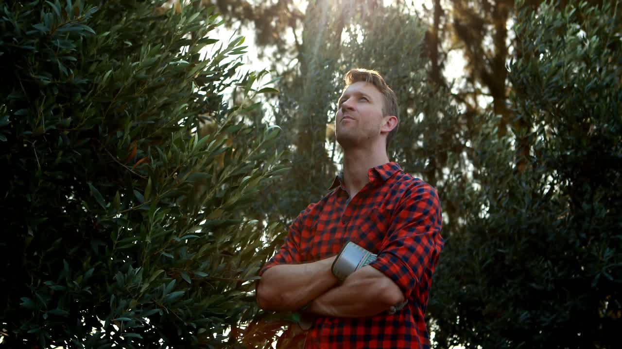 농장 에서 올리브 를 심사 하는 사람