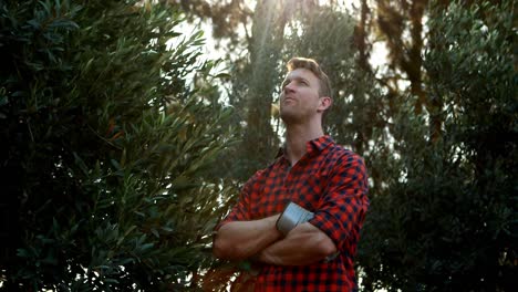 man examining olives on plant in farm