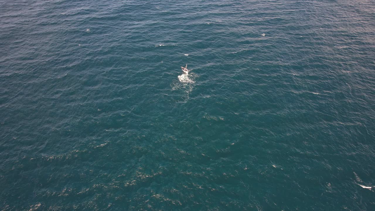 Flying Over Pod Of Humpback Whales At The Ocean Near Cabarita Beach In New South Wales, Australia