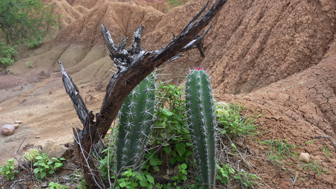 Explore the rugged, cactus-dotted landscape of Tatacoa Desert. Captured in soft natural light, the scene reveals textured terrain and resilient plant life, creating a striking visual.