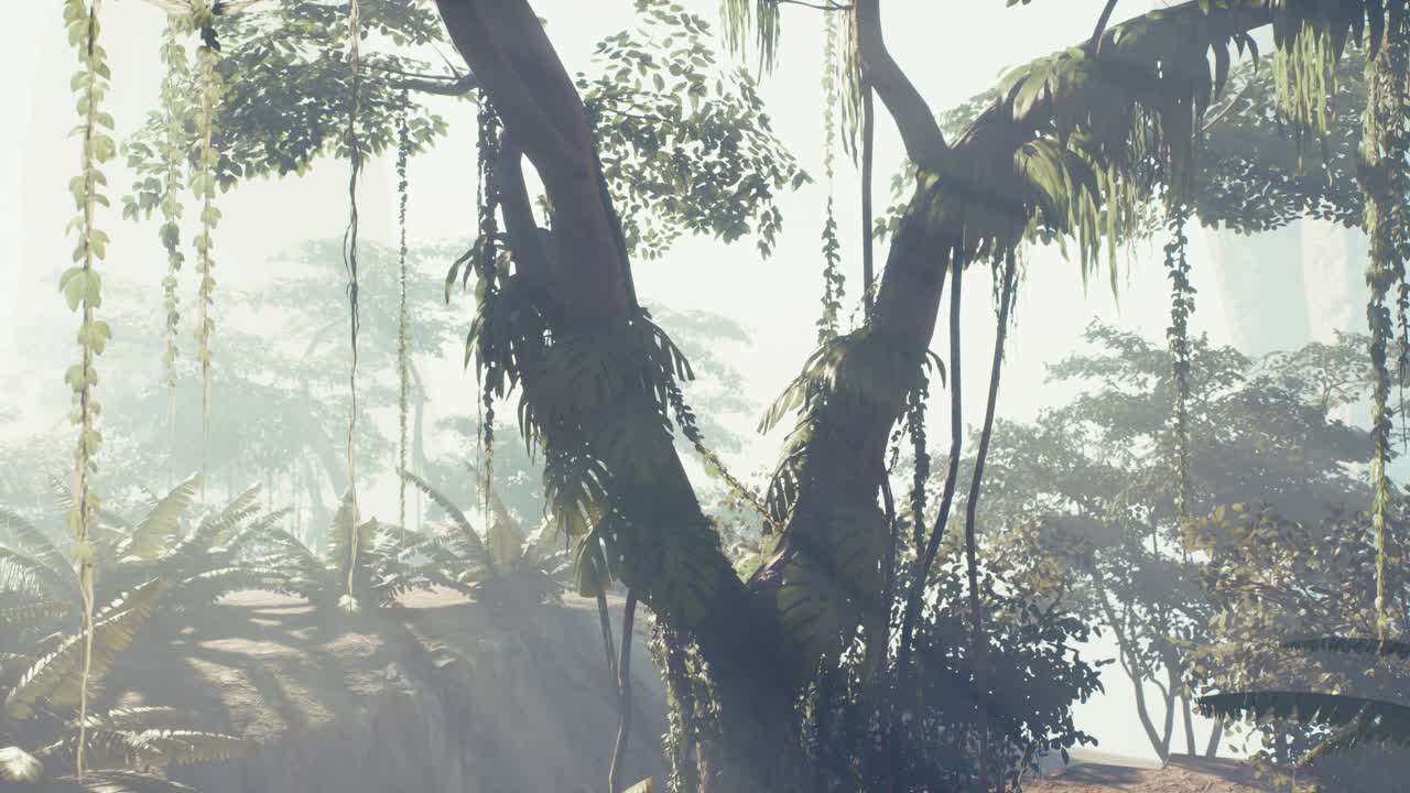 selva lluviosa brumosa en la niebla