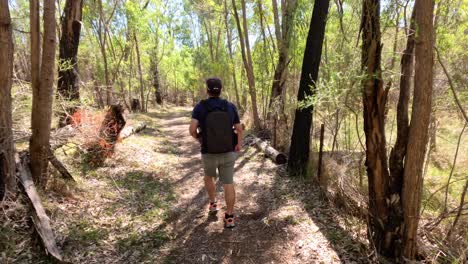 persona caminando por un sendero forestal