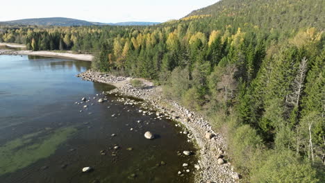 flock of birds take off over rocky shore with calm water and dense forest in sweden