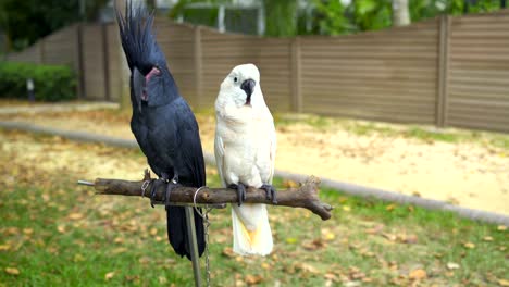 parrots black and white cockatoo sit on stand