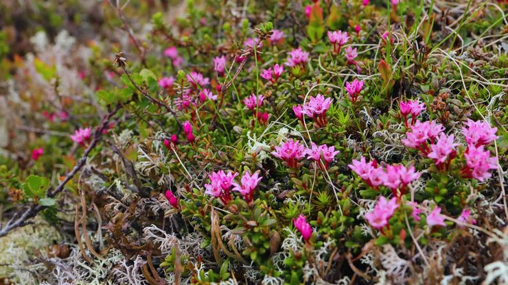 Tundra Artica. Splendido paesaggio naturale della Norvegia