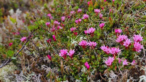 Tundra-Artica.-Hermosa-Naturaleza-Paisaje-Natural-De-Noruega.