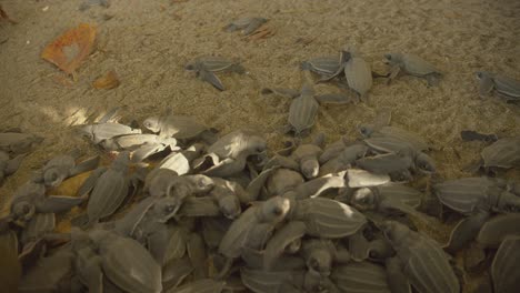 Leatherback-turtles-hatchlings-in-an-enclosure-before-they-are-released-into-the-ocean