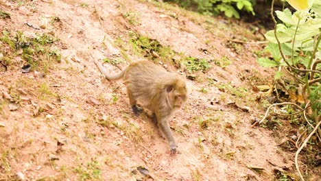 el mono se mueve a través de una ladera cubierta de hierba
