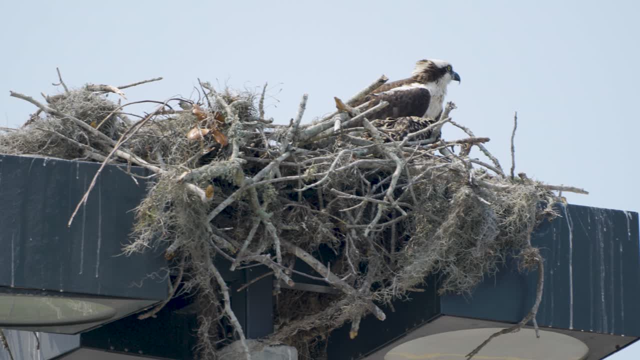 Osprey nesting atop a metal structure, surrounded by sticks and natural debris
