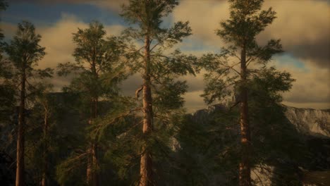fog and pine trees on rugged mountainside and coming storm
