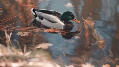 a single male mallard duck in the water near the bank